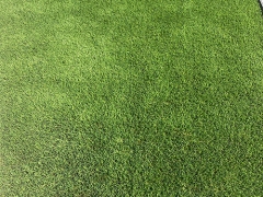 Beautiful Bermuda Artifical Grass